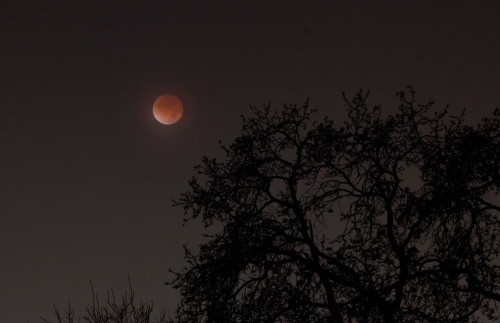 Total-eclipse-of-the-moon-this-blood-moon-occurred-in-2011