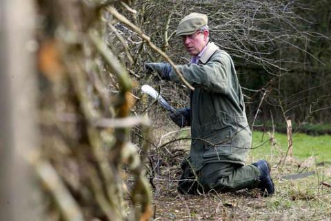 hedgelaying