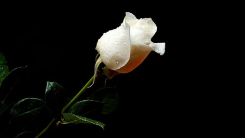 Nature___Flowers_Wet_white_rose_on_a_black_background_056295_ (1)