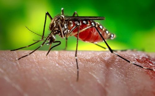 5735f785-cdc0-4787-aa3a-651a0a0a0a64-zika-virus-718x446