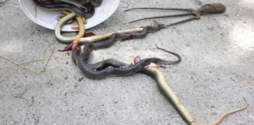 575f978c-add8-48b2-8bfb-7ecab0765237-zmije-poskok-smuk-leglo-drnovca-foto-dragan-ilic-1465857858-928403-preview