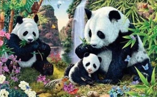 57a632a9-b428-479d-92e0-5e810a0a0a64-pandice-718x446