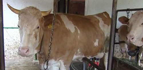 57ac9662-f200-4c11-b3a0-79000a0a0a69-1108kvrgavakoza-preview