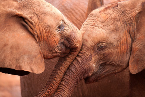 Foto: naturepl.com / Lisa Hoffner / WWF