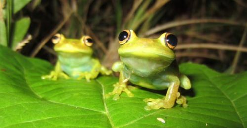 Foto: savethefrogs.com